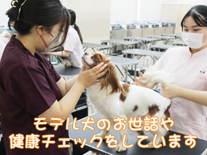 夏休みもモデル犬の健康チェック！